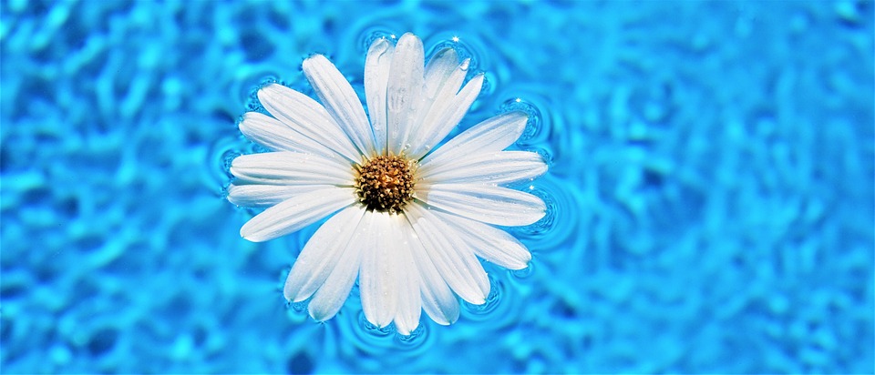 květina na vodě